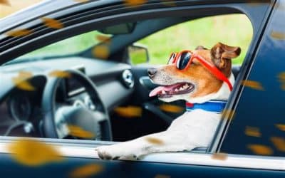 LNAW May 19, 2023: Alleged Dog Driver DUI Case.  UNREASONABLE DOUBT
